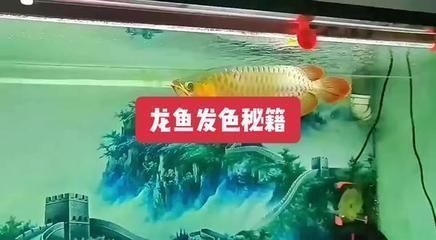 老孫講龍魚發色的故事（老孫講述了龍魚發色的秘密）