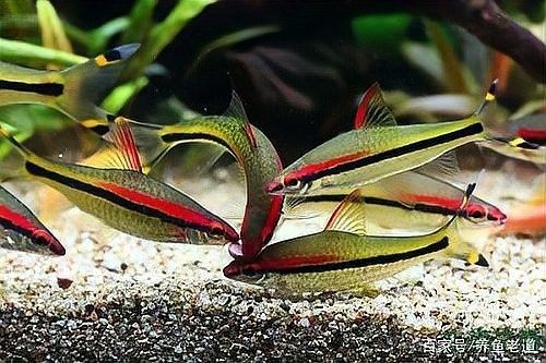龍魚弓背期間需要停食嗎？