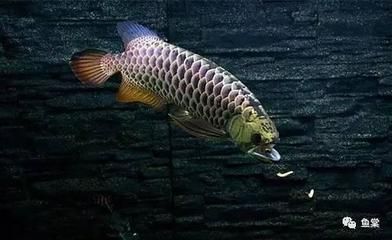 龍魚多大的好養(yǎng)活（新手養(yǎng)龍魚，選擇合適的龍魚大小、水質(zhì)條件和照顧程度）