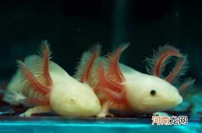 六角恐龍魚怎么養水深