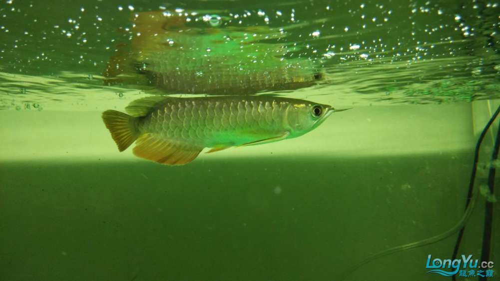 龍魚哪里買便宜的：如何購買便宜的龍魚