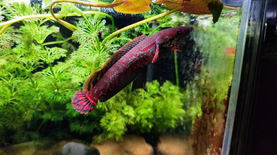 雷龍魚七彩混養圖片
