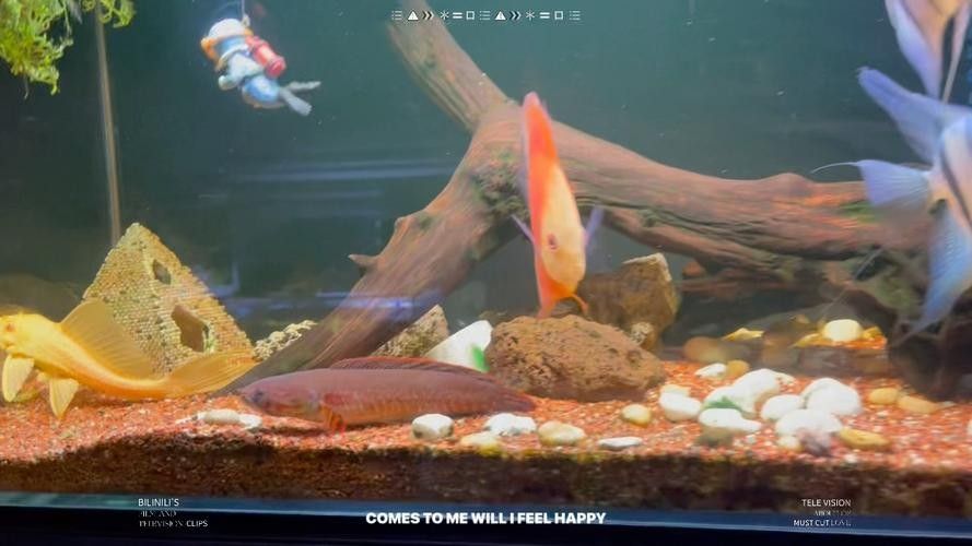 雷龍魚七彩混養圖片