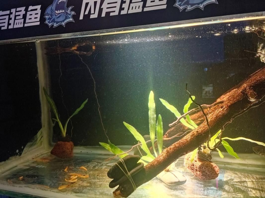 雷龍魚七彩混養圖片