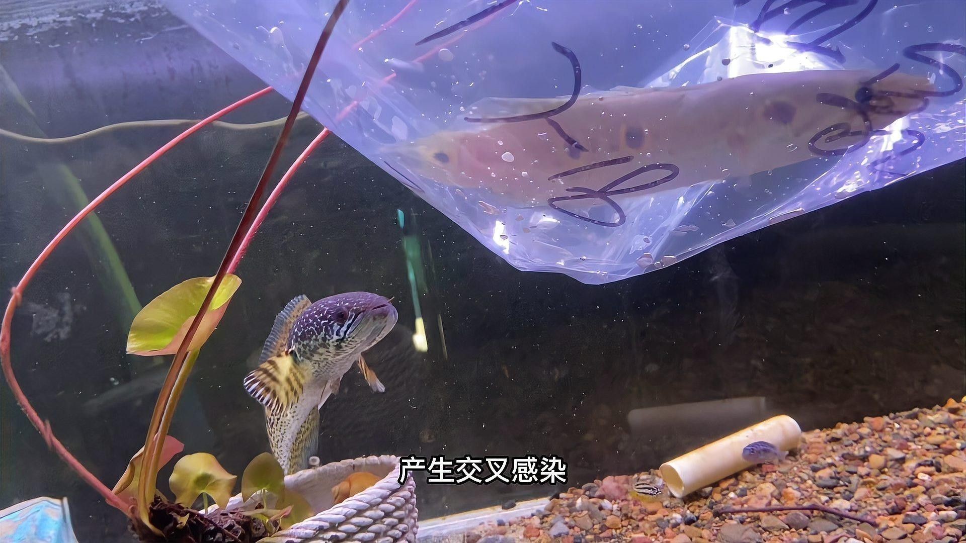 雷龍魚七彩混養圖片