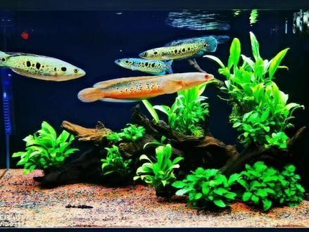 雷龍魚七彩混養圖片