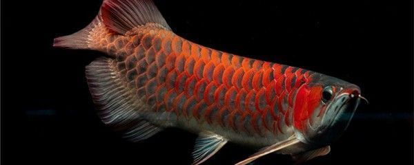 紅龍魚水質(zhì)管理技巧分享：實(shí)用的紅龍魚水質(zhì)管理技巧，幫助您打造一個理想的養(yǎng)魚環(huán)境