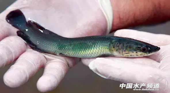 1～2cm的巨骨舌魚苗好養(yǎng)嗎
