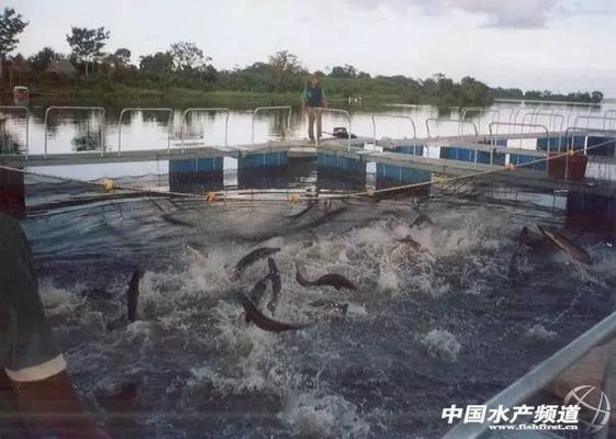 1～2cm的巨骨舌魚苗好養(yǎng)嗎
