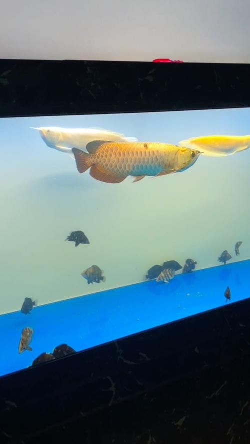 有哪些適合金龍魚魚缸的背景圖片？