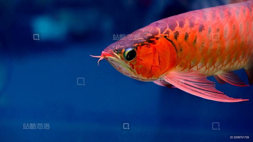 有哪些適合金龍魚魚缸的背景圖片？