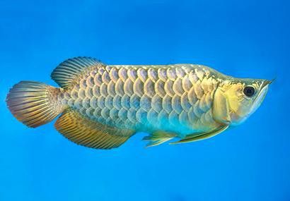 有哪些適合金龍魚魚缸的背景圖片？