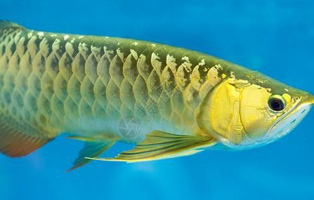 有哪些適合金龍魚魚缸的背景圖片？