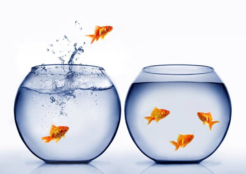 有哪些適合金龍魚魚缸的背景圖片？
