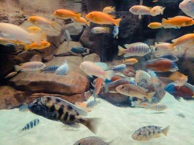 福龍魚對風水有什么影響嗎（福龍魚與財運關系解析福龍魚風水擺放的最佳位置）