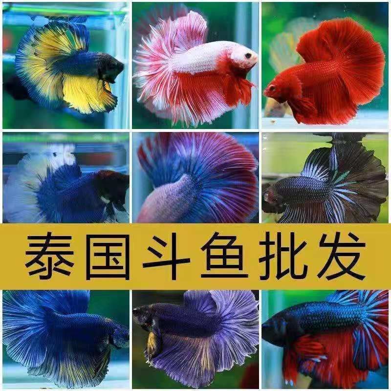 金龍魚觀賞魚在哪買比較好