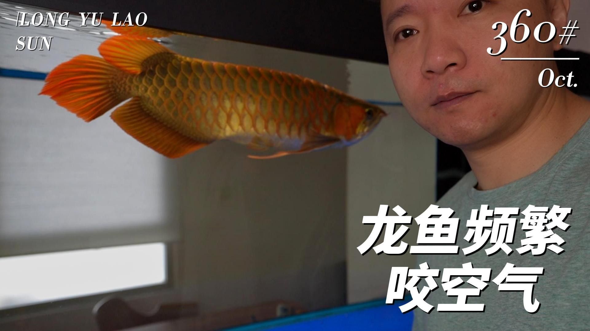 龍魚(yú)為什么會(huì)撞缸頭呢視頻 龍魚(yú)為什么會(huì)撞缸頭呢視頻 龍魚(yú)百科