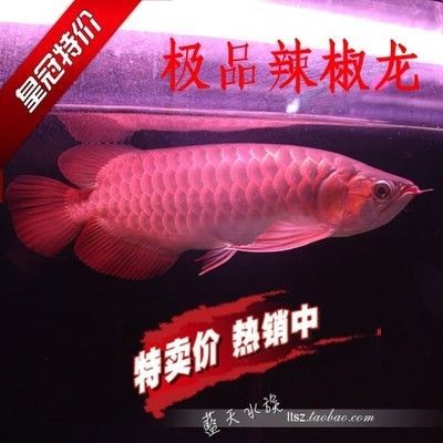 紅龍魚證書不見了：紅龍魚的證書不見了怎么辦？