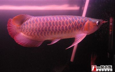 皇宮vip龍魚芯片查詢網址：關于龍魚芯片查詢的問題
