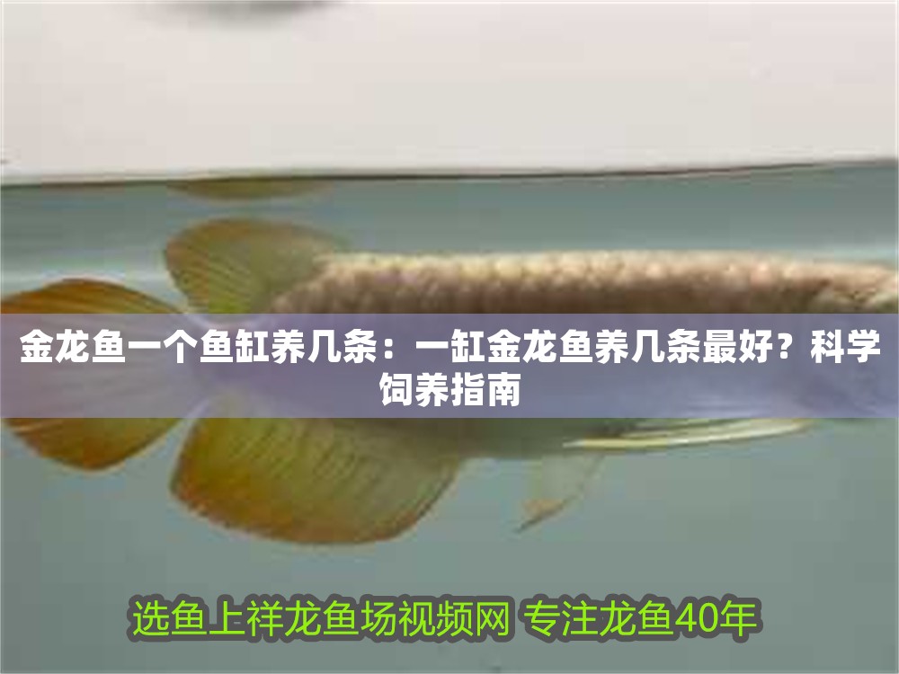 金龍魚一個魚缸養(yǎng)幾條：一缸金龍魚養(yǎng)幾條最好？科學(xué)飼養(yǎng)指南
