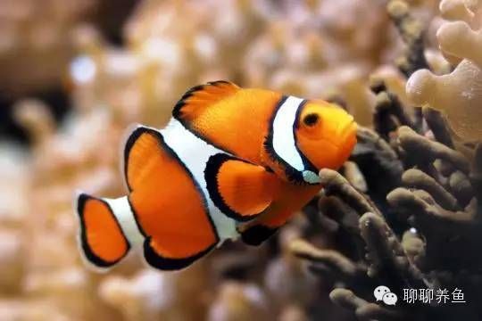 金龍魚一個魚缸養(yǎng)幾條：一缸金龍魚養(yǎng)幾條最好？科學(xué)飼養(yǎng)指南