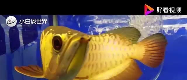 龍魚眼睛會掉嗎：龍魚眼睛會掉出來嗎？
