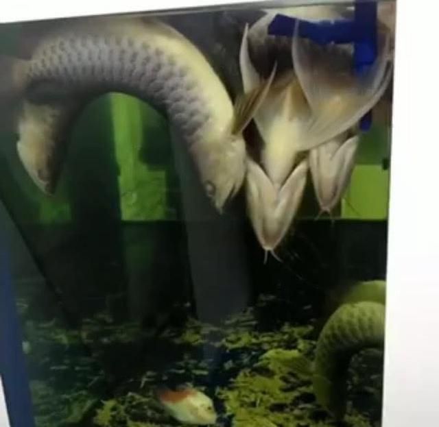金龍魚因為停電，金龍魚停電應急預案