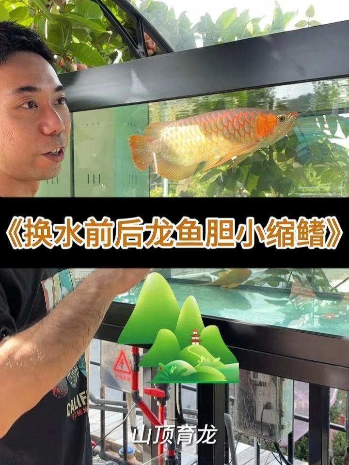 黑底透缸養(yǎng)紅龍魚可以嗎