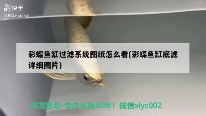 紅龍魚品質好壞怎么看的出來，如何鑒別紅龍魚品質的好壞