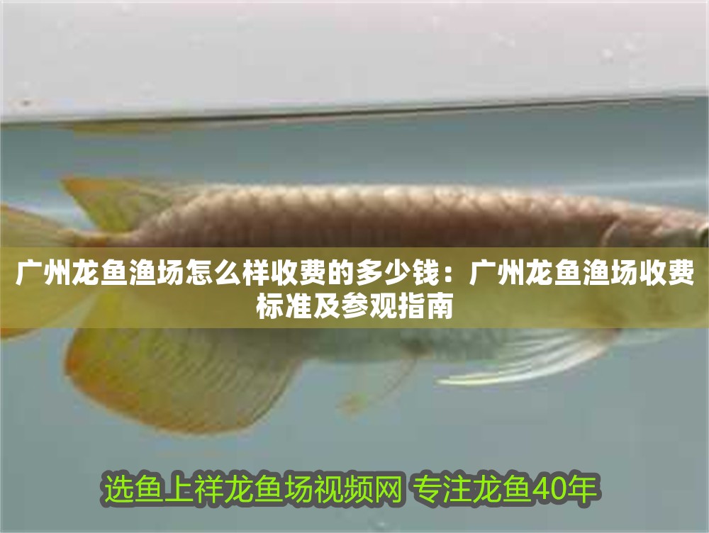 廣州龍魚漁場怎么樣收費的多少錢：廣州龍魚漁場收費標準及參觀指南