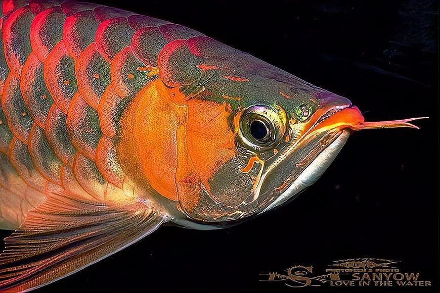 兩條龍魚打架會打死嗎？ 兩條龍魚打架會打死嗎？ 龍魚百科 第1張