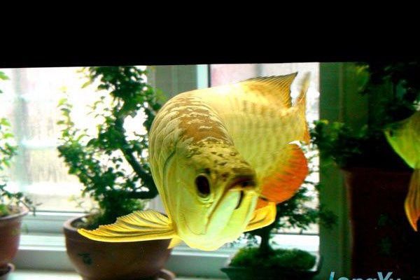 銀龍魚常見疾病：銀龍魚可能會患上多種疾病