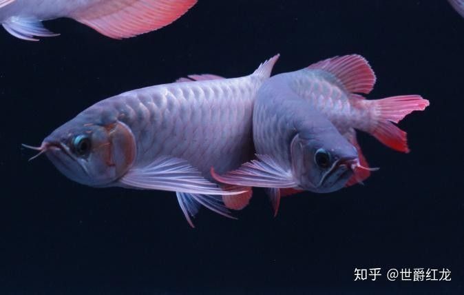 龍魚和魟魚混養(yǎng)時(shí)放鹽嗎