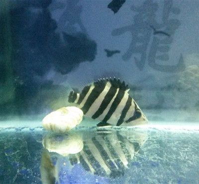 龍魚頭上起包怎么回事（龍魚頭上起包可能由多種因素導致龍魚頭上起包的原因）