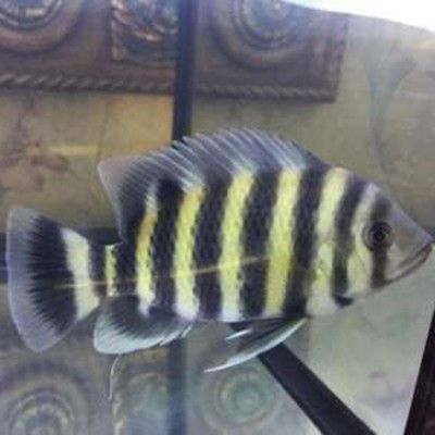 龍魚頭上起包怎么回事（龍魚頭上起包可能由多種因素導(dǎo)致龍魚頭上起包的原因）
