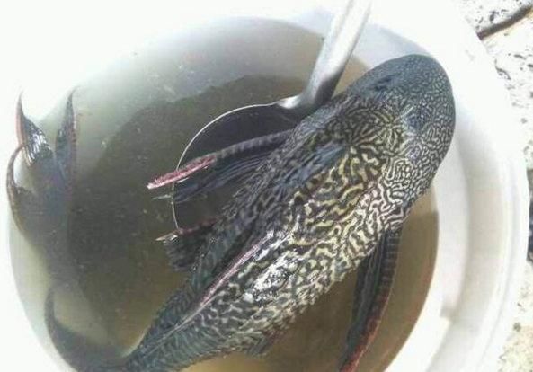 龍魚頭上起包怎么回事（龍魚頭上起包可能由多種因素導致龍魚頭上起包的原因）