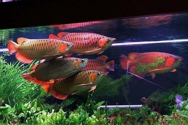 龍魚原名叫什么名字好聽(龍魚名字的風水講究如何根據龍魚名字的歷史演變演變) 龍魚百科 第5張 龍魚原名叫什么名字好聽(龍魚名字的風水講究如何根據龍魚名字的歷史演變演變) 龍魚原名叫什么名字好聽(龍魚名字的風水講究如何根據龍魚名字的歷史演變演變) 龍魚百科 第5張