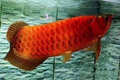 龍魚公母哪個好（龍魚公母各有其特點和優勢）