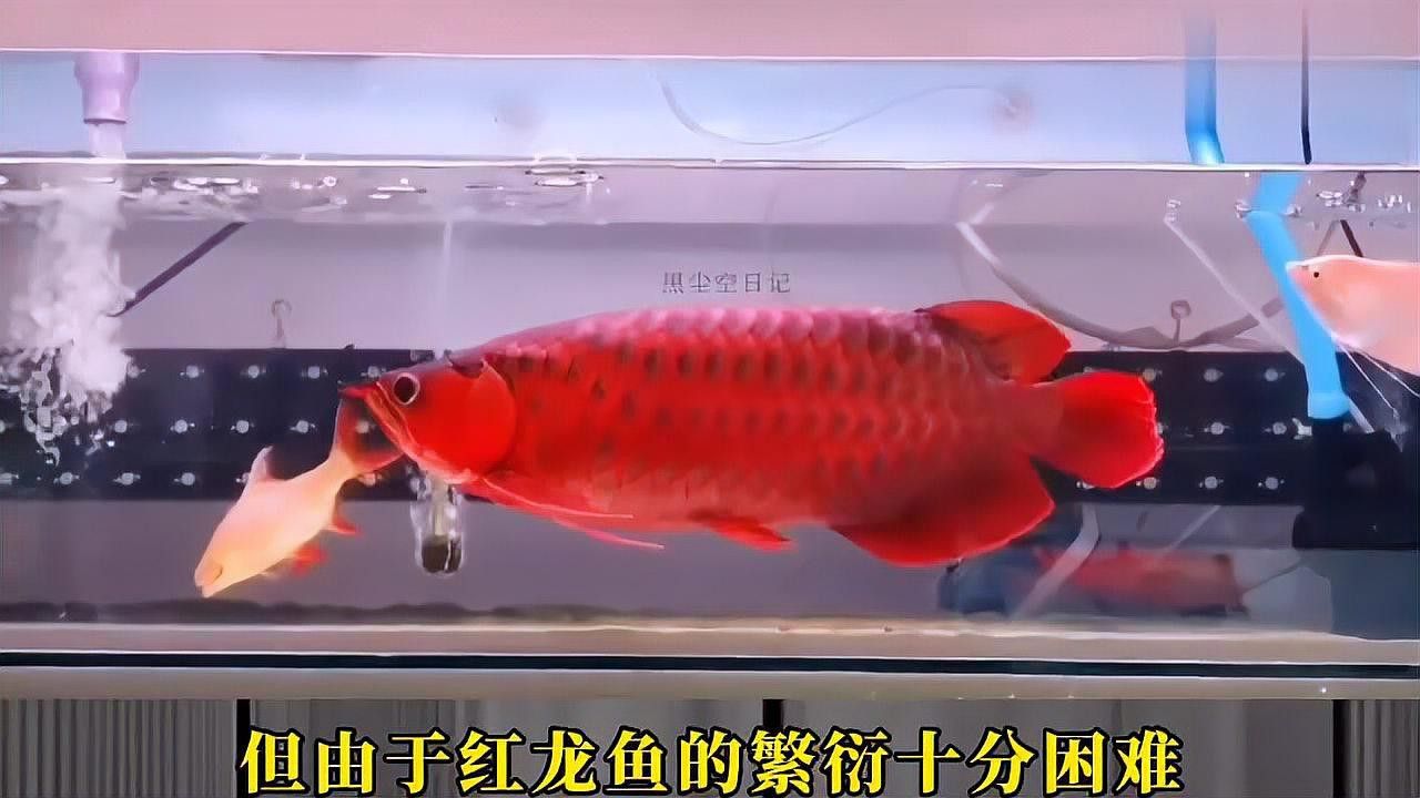 紅龍魚的市場炒作現象如何？