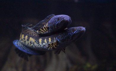 雷龍魚只能養一條嗎（雷龍魚只能養一條嗎？雷龍魚混養注意事項）
