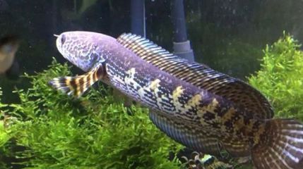 雷龍魚只能養一條嗎（雷龍魚只能養一條嗎？雷龍魚混養注意事項）