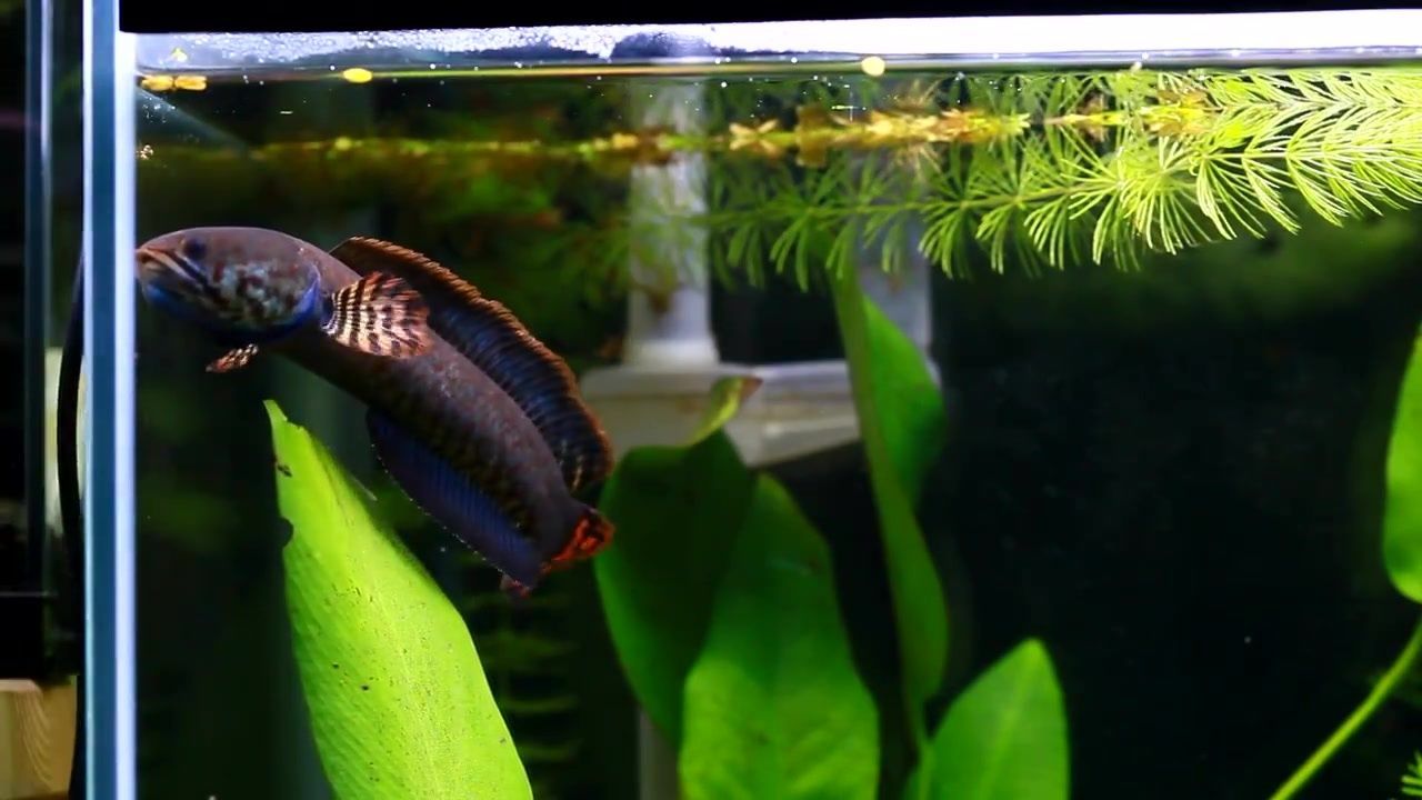 雷龍魚只能養一條嗎（雷龍魚只能養一條嗎？雷龍魚混養注意事項）