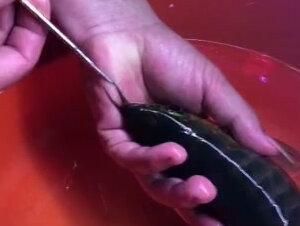 養(yǎng)一龍魚一虎魚好嗎：龍魚和虎魚可以混養(yǎng)嗎？
