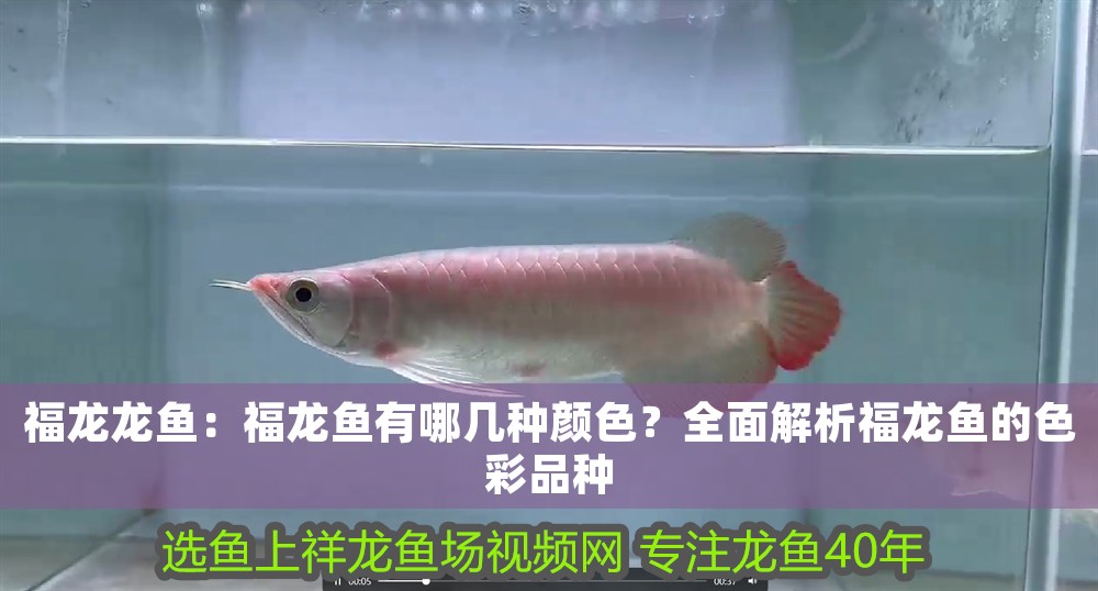 福龍龍魚：福龍魚有哪幾種顏色？全面解析福龍魚的色彩品種