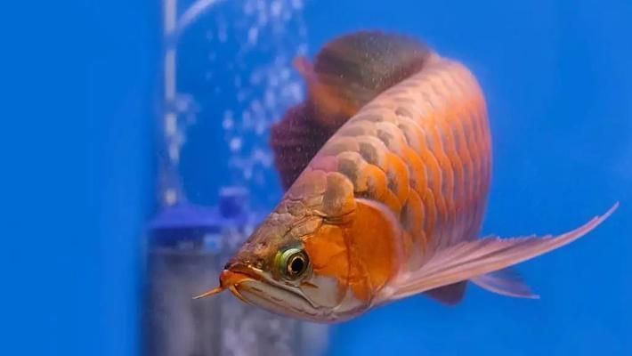 龍魚一個月能長多少公分：龍魚一個月能長多少公分龍魚一個月能長多少公分