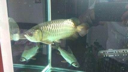 40公分的金龍魚多長時間喂一次食物（30-40公分的金龍魚一天喂幾次）