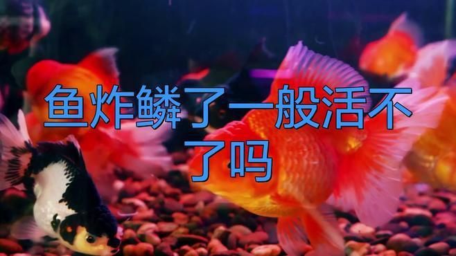 紅龍魚炸鱗后多久會(huì)死？