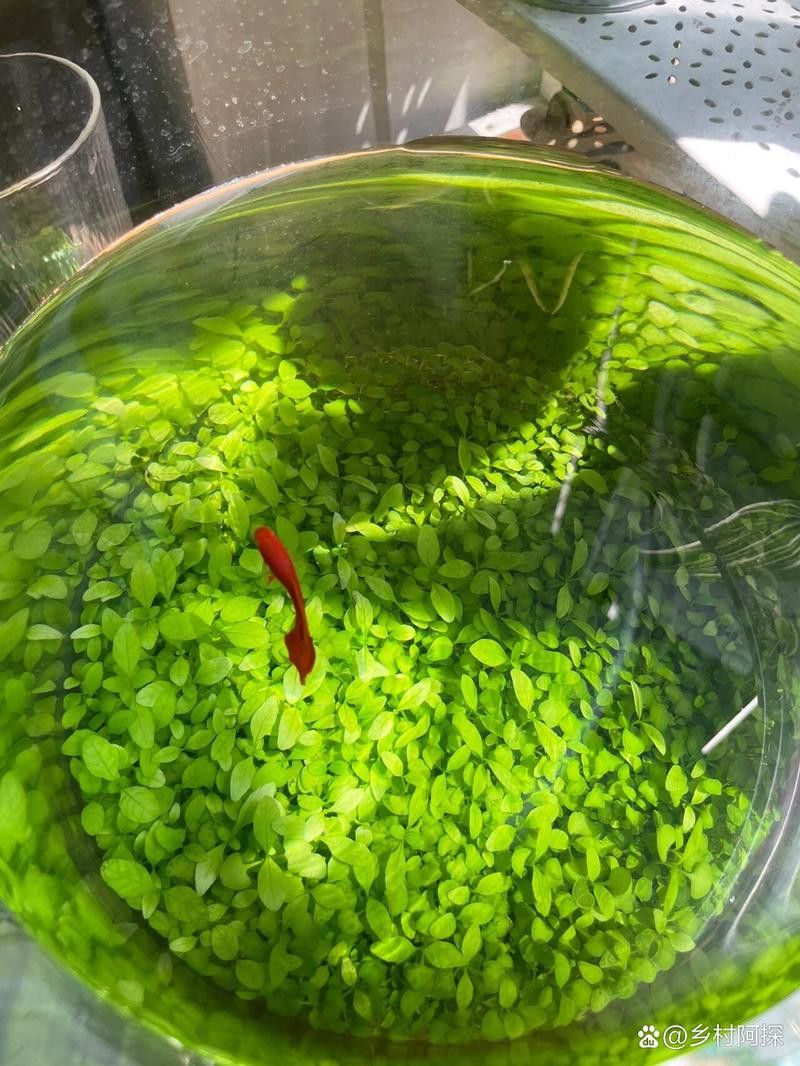 種草養(yǎng)魚需要多長時(shí)間才能見效？