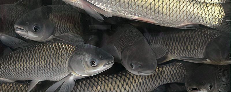 種草養(yǎng)魚需要多長時(shí)間才能見效？