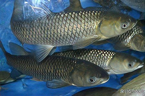 種草養(yǎng)魚需要多長時(shí)間才能見效？